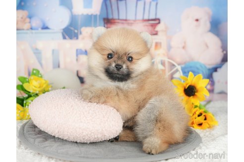 販売中の埼玉県のポメラニアン-392860の6枚目