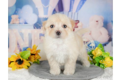 販売中の埼玉県のマルプー:マルチーズ×トイプードル-392853の4枚目