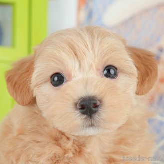 販売中の埼玉県のマルプー:マルチーズ×トイプードル-392742の1枚目