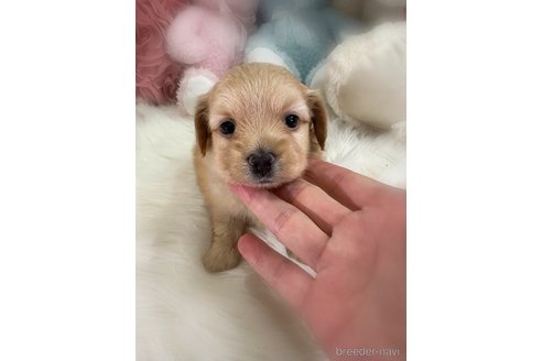 販売中の香川県のミックス犬-392284の2枚目