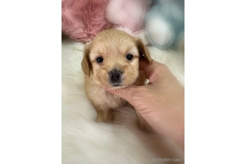 販売中の香川県のミックス犬-392284の3枚目