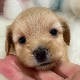販売中の香川県のミックス犬-392284の1枚目