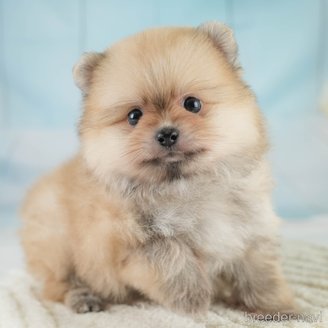 販売中の埼玉県のポメラニアン-392706の1枚目