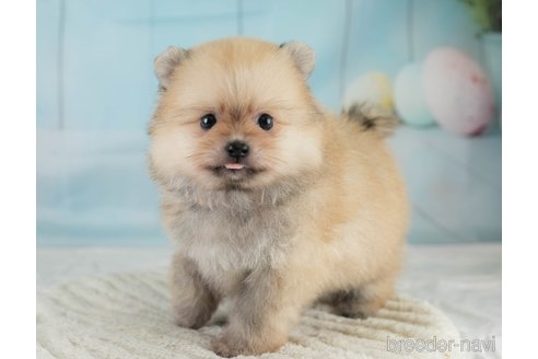 販売中の埼玉県のポメラニアン-392706の10枚目