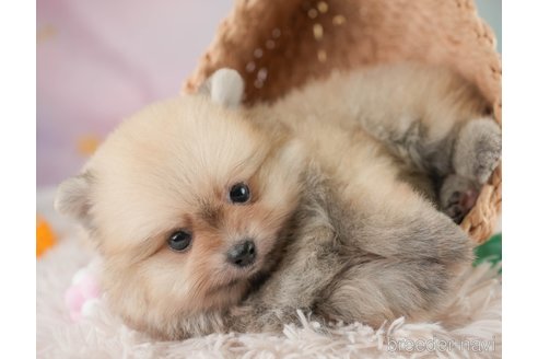 販売中の埼玉県のポメラニアン-392706の9枚目