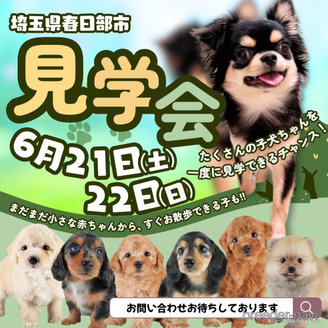 販売中の埼玉県のチワプー:チワワ×トイプードル-392622の3枚目