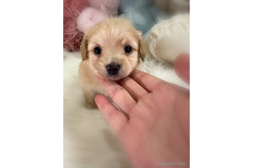 販売中の香川県のミックス犬-392296の2枚目