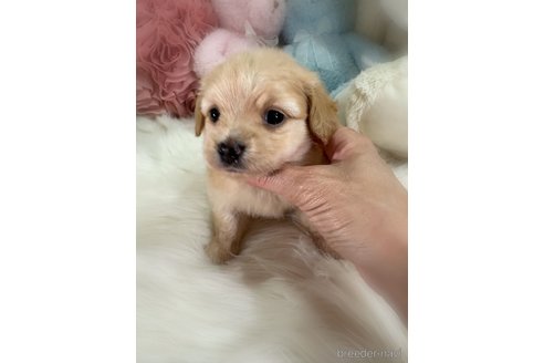 販売中の香川県のミックス犬-392296の3枚目