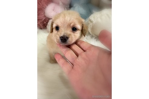販売中の香川県のミックス犬-392296の5枚目