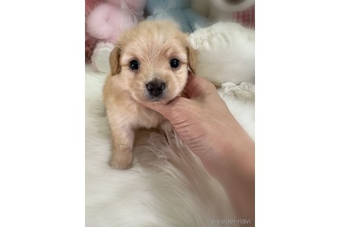 販売中の香川県のミックス犬-392296の4枚目