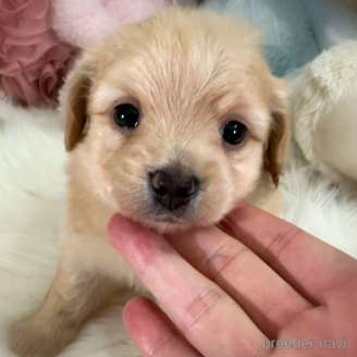 販売中の香川県のミックス犬-392296