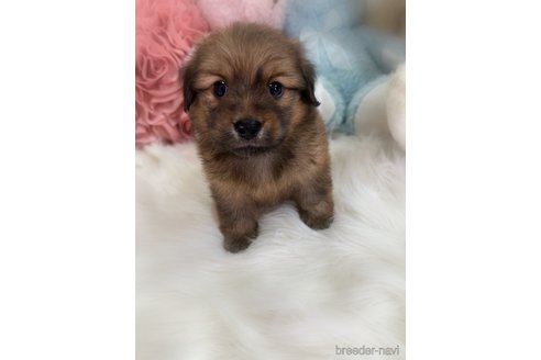 販売中の香川県のミックス犬-392297の2枚目