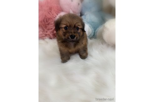 販売中の香川県のミックス犬-392297の3枚目