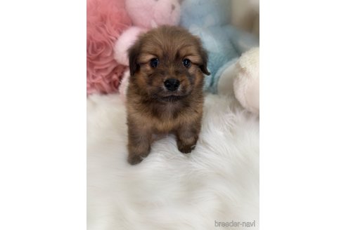 販売中の香川県のミックス犬-392297の4枚目