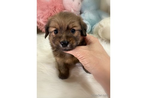 販売中の香川県のミックス犬-392297の5枚目