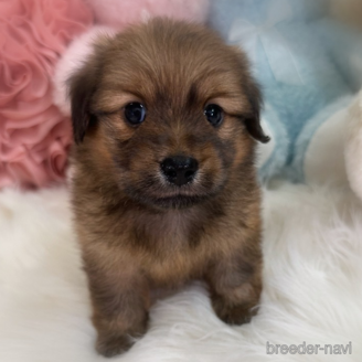 販売中の香川県のミックス犬-392297の1枚目