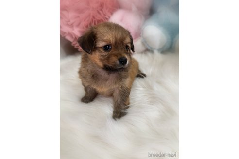 販売中の香川県のミックス犬-392321の2枚目