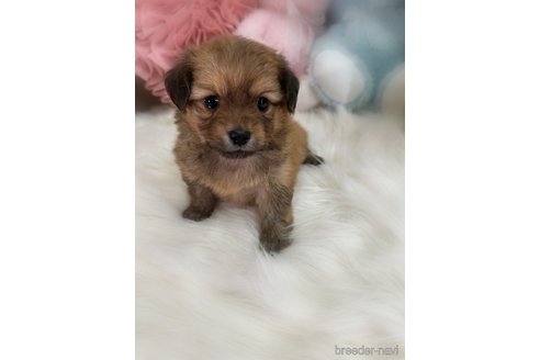 販売中の香川県のミックス犬-392321の3枚目