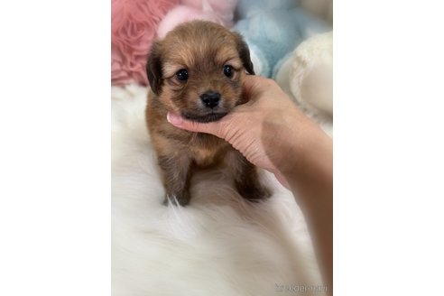 販売中の香川県のミックス犬-392321の4枚目