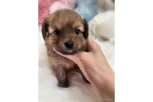 販売中の香川県のミックス犬-392321の5枚目
