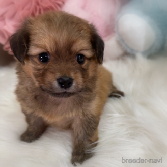 販売中の香川県のミックス犬-392321の1枚目