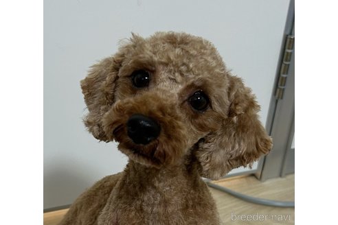 メントスちゃん1枚目