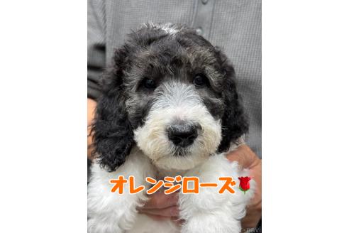 成約済の千葉県のスタンダードプードル-392239の4枚目
