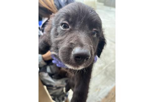 販売中の福岡県のミックス犬-392245の1枚目
