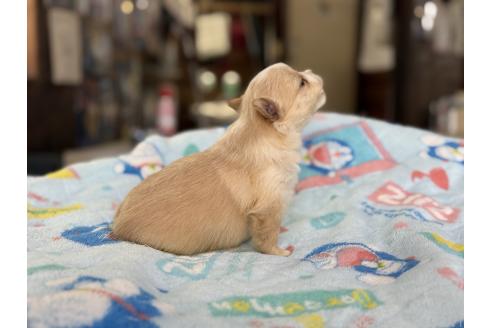 販売中の長野県のポメチワ:ポメラニアン×チワワ-392249の6枚目