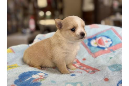 販売中の長野県のポメチワ:ポメラニアン×チワワ-392249の2枚目