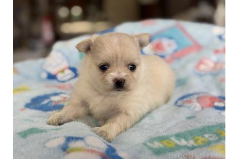 販売中の長野県のポメチワ:ポメラニアン×チワワ-392251の11枚目