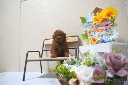 販売中の滋賀県のトイプードル-392256の2枚目