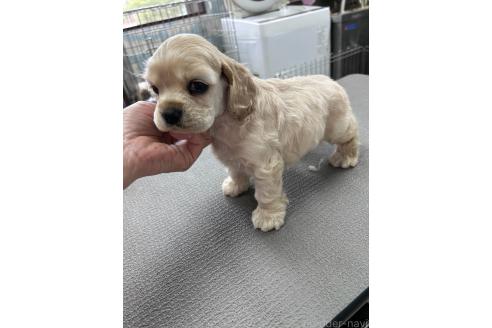 販売中の鹿児島県のアメリカンコッカースパニエル-392257の2枚目