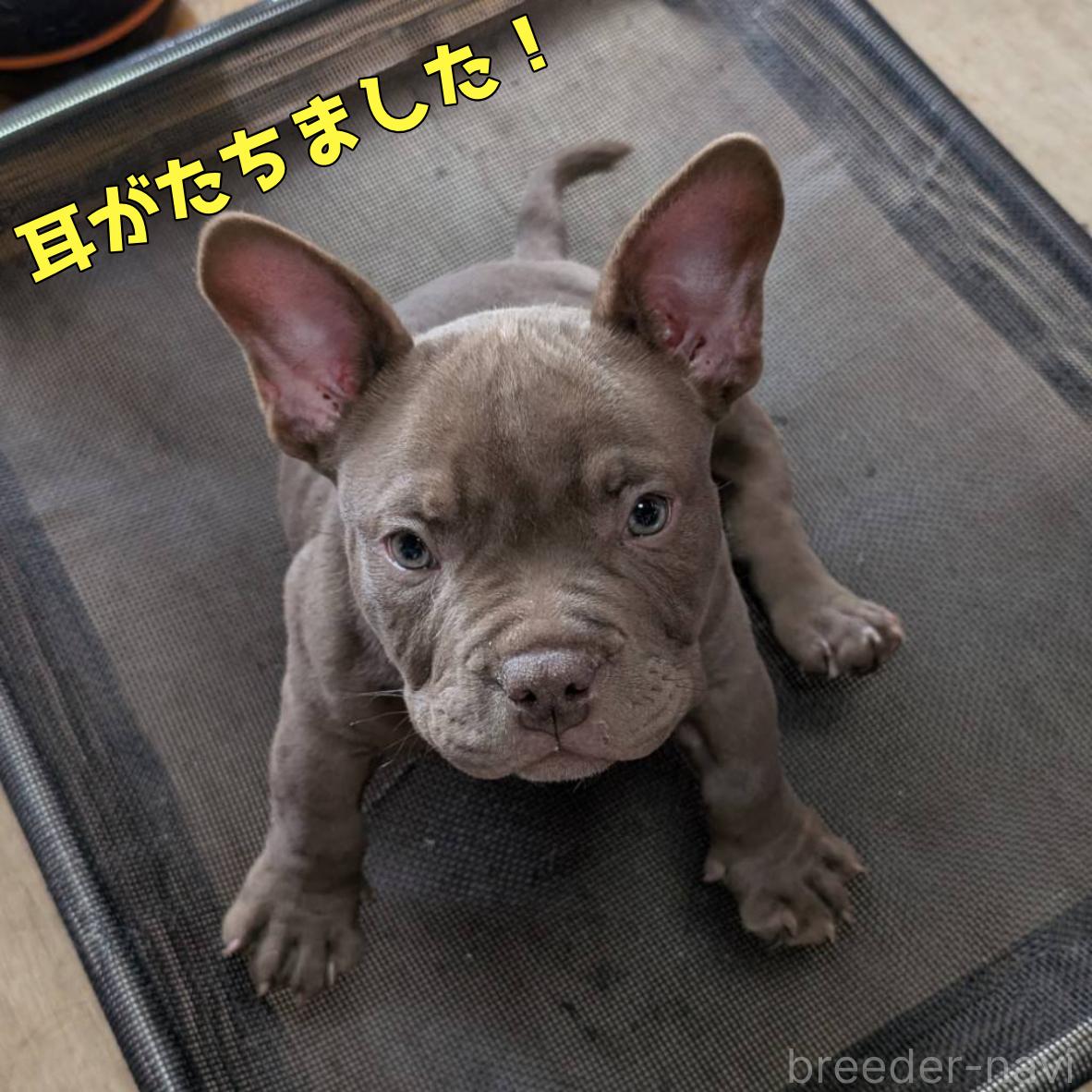 成約済の奈良県のエキゾチックブリー-388716の2枚目