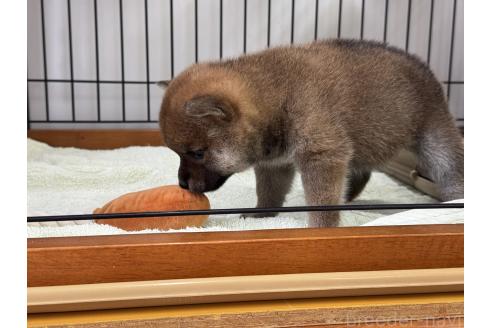 販売中の岡山県の柴犬-392441の3枚目