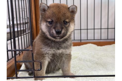 販売中の岡山県の柴犬-392441の2枚目