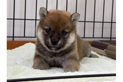 販売中の岡山県の柴犬-392441