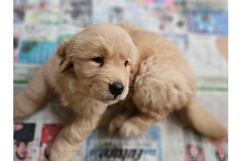 販売中の長野県のゴールデンレトリーバー-387669