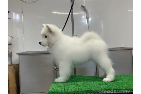 販売中の三重県のサモエド-392449の4枚目