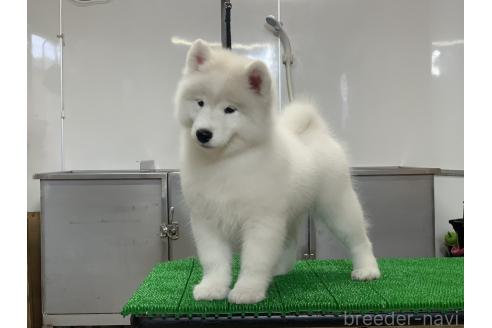 販売中の三重県のサモエド-392449の3枚目
