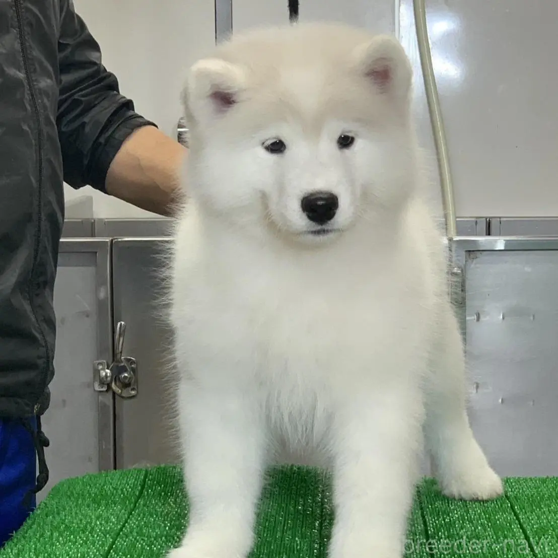 販売中ののサモエド-392449