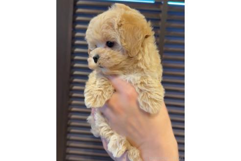 成約済の岐阜県のマルプー:マルチーズ×トイプードル-389234の4枚目
