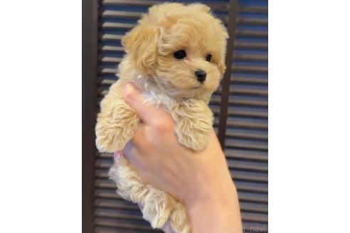 成約済の岐阜県のマルプー:マルチーズ×トイプードル-389234の3枚目