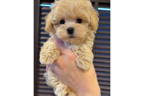成約済の岐阜県のマルプー:マルチーズ×トイプードル-389234の2枚目