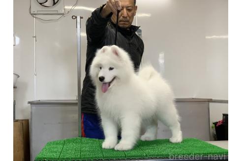 販売中の三重県のサモエド-392454の5枚目