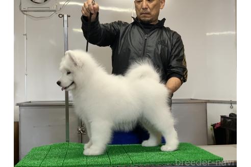 販売中の三重県のサモエド-392454の3枚目