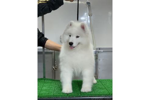 販売中の三重県のサモエド-392454の2枚目