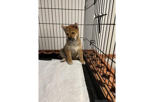 成約済の大阪府の柴犬-390813の5枚目