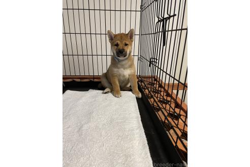 成約済の大阪府の柴犬-390813の4枚目