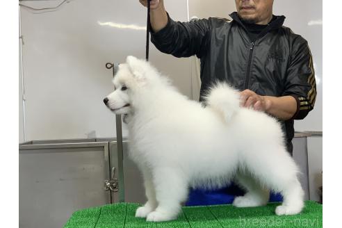 販売中の三重県のサモエド-388437の6枚目